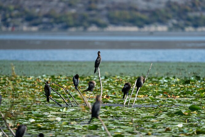 1-hour Kayak Adventure through Skadar Lake from Virpazar - Heat and pacing: how to make the loop feel easier