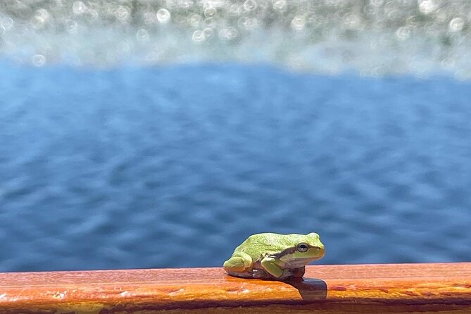 2 Hour Group Boat Trip in Skadar Lake - Passing under the Podgorica-Bar road bridge