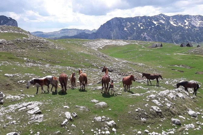 Durmitor Ring Tour - Getting Picked Up in Herceg Novi Without the Headache