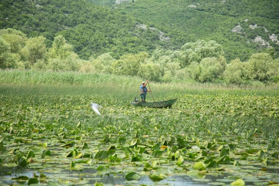 Lake Skadar: Guided Nature Cruise with Drinks - Vranjina, Kamenik, and the Photo Stop Rhythm That Helps You Look