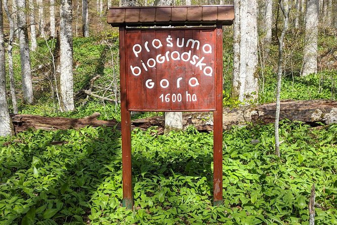 NP Biogradska Gora and Canyon Moraca (Private tour) - The Coastal Warm-Up: A Budva Stop Before the Mountains