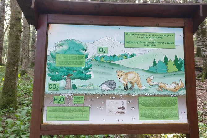 NP Biogradska Gora and Canyon Moraca (Private tour) - Biogradska Gora National Park: The Two-Hour Window That Makes It Work