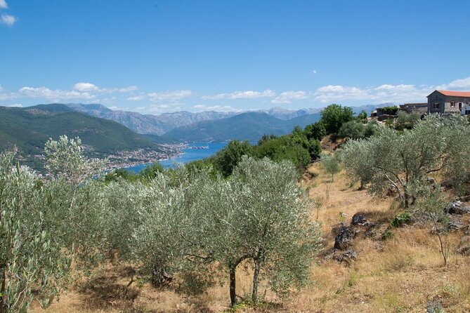 Olive oil farm to fork experience & short walking tour of Kotor - Key Highlights You Should Know