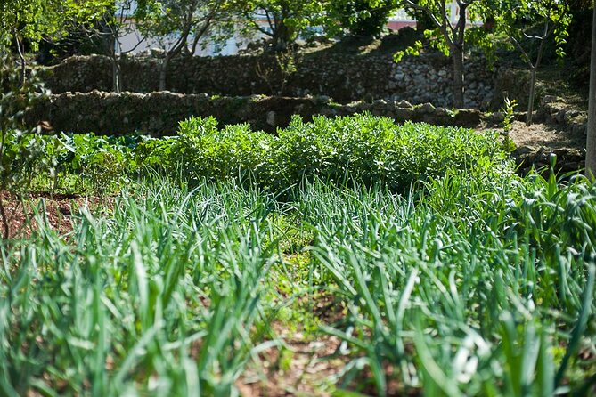 Olive oil farm to fork experience & short walking tour of Kotor - Olive Oil Tasting: How to Notice Quality (Not Just Like It)