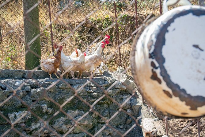 Olive oil farm to fork experience & short walking tour of Kotor - Homemade Food on the Estate (and Why It Matters)