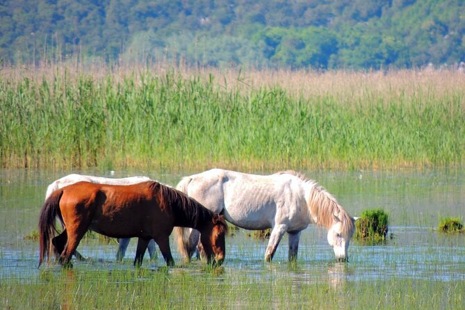 Podgorica Historic, Safari and Winery tour - Skadar lake and River Crnojevica - Macalov Brijeg: domestic juice and a simple, local pause
