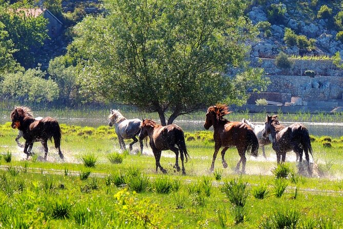 Podgorica Historic, Safari and Winery tour - Skadar lake and River Crnojevica - Pavlova Strana viewpoint: the short photo stop that can still deliver
