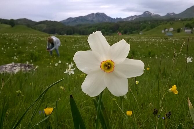 Private Full-Day Tour in Moraca and Tara Canyons, Durmitor & Biogradska Gora NP - What the price gets you, and where the savings really are