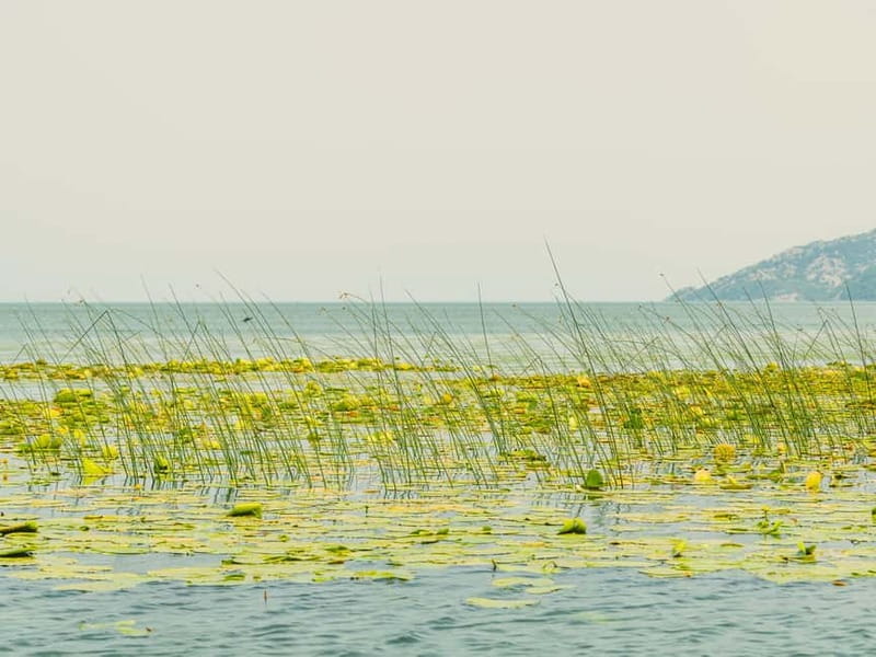 Short Skadar Lake Boat Tour to Morača River with Drinks - Wine and Juice Included, Plus the Real Value of 20 Dollars
