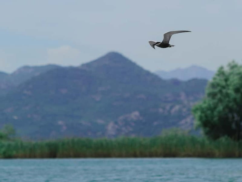 Skadar Lake: 4-Hour Guided tours on Kayak - Equipment and choosing kayak vs SUP (and single vs double)