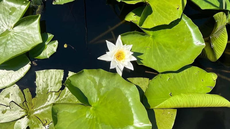 Skadar Lake: 4-Hour Guided tours on Kayak - Back to Vranjina for one more paddling hour and the end-of-day meal