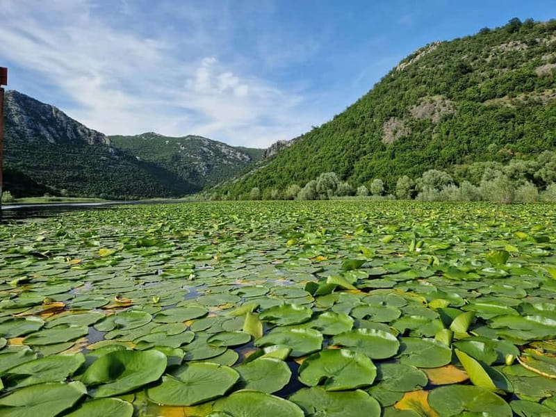 Skadar Lake: Explore the nature and national cuisine - Should you book this Skadar Lake tour with Drive Montenegro?