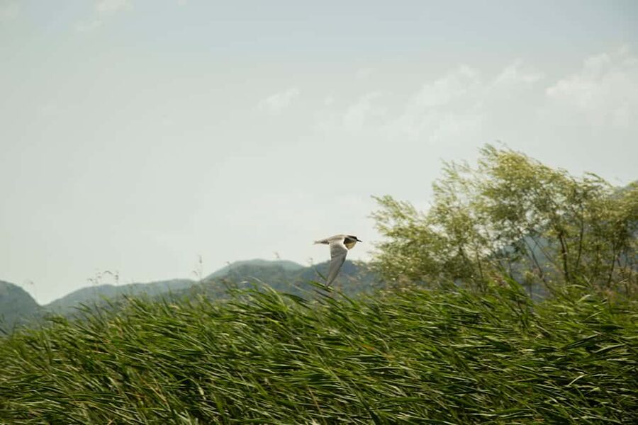 Skadar Lake: Individual Kayaking, hidden canals and swimming - Hidden channels, birds, and why the lake sounds different in a kayak