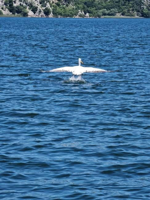 Skadar Lake kayak rent: A Journey Through Tranquility - Skadar Lake’s Bird Life: Why the Soundtrack Matters