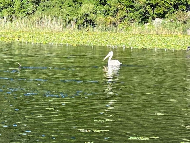 Skadar Lake kayak rent: A Journey Through Tranquility - How the 1-Hour to 1-Day Choice Changes Your Day
