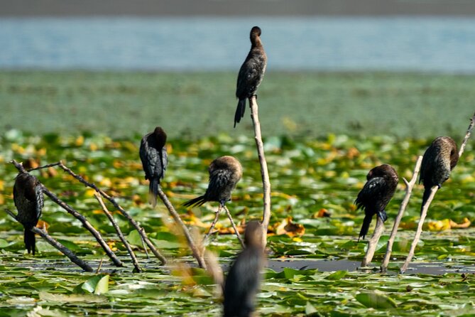Skadar Lake National Park: Birdwatching & Photography Tour - The Reed-Roofed Čun: Your Floating Platform for Watching