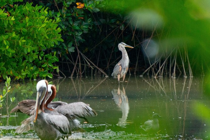 Skadar Lake National Park: Birdwatching & Photography Tour - The Virpazar Warm-Up: Brief Walk, Then You’re on the Water