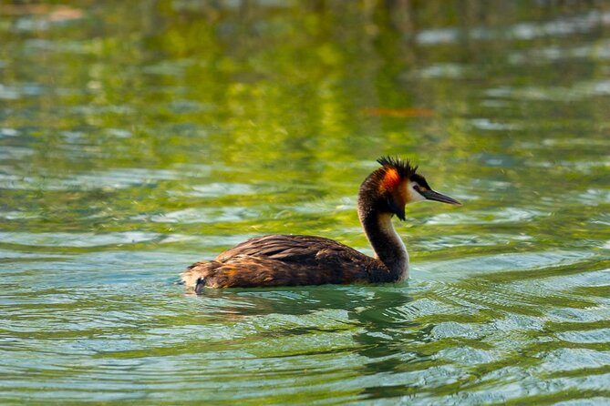 Skadar Lake National Park: Birdwatching & Photography Tour - What You Might See: Species Clues and Seasonal Reality