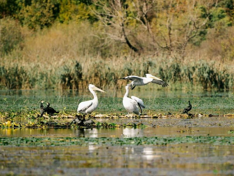 Skadar Lake National Park: Birdwatching & Photography Tour - Photography and Comfort Tips for a 2-Hour Boat Session