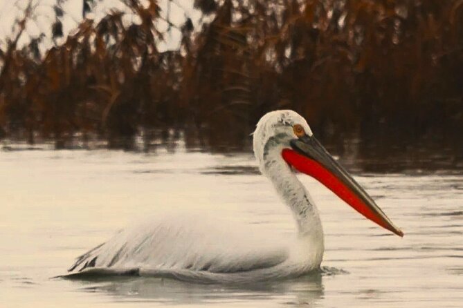 Skadar Lake National Park: Birdwatching & Photography Tour - Getting to Virpazar and Finding Kingfisher by the Central Bridge