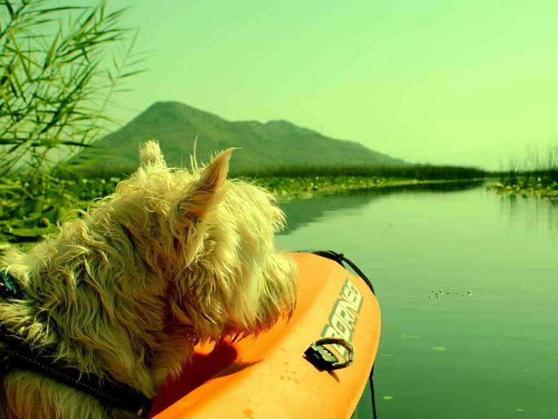 Skadar Lake National Park: Eco-friendly Kayak Adventure - What your 1-hour eco kayak trip actually includes
