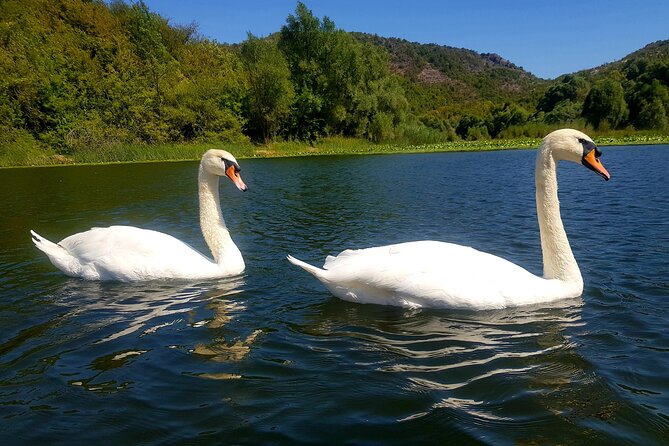Skadar Lake & Virpazar return trip from Podgorica city - Entering Skadar Lake National Park: wildlife on a short clock