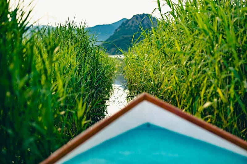 Skadar Lake Virpazar : Speed Boat Special ! - The scenic pass-by section: lotus and cane views you can’t recreate later