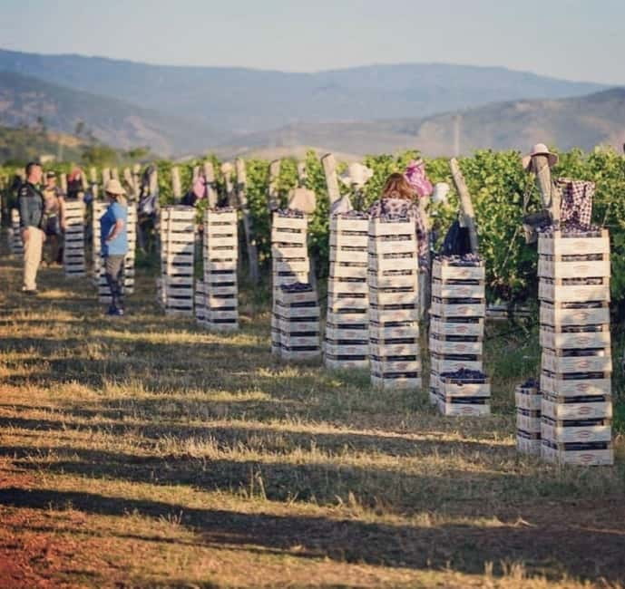 The largest winery in Montenegro: private tour & transport - Key things I’d zero in on