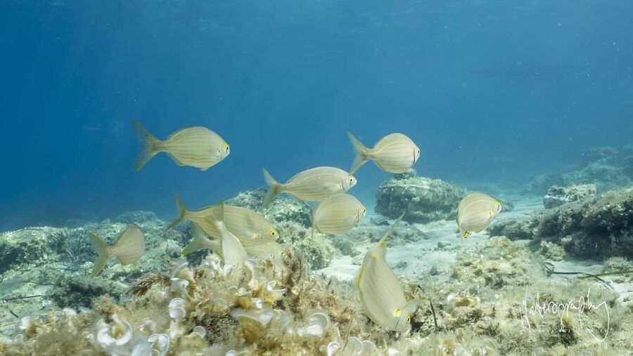 Try Scuba Diving from Boat in Budva - Budva Diving Center - Where You Meet on Slovenska Beach (And How Not to Stress It)
