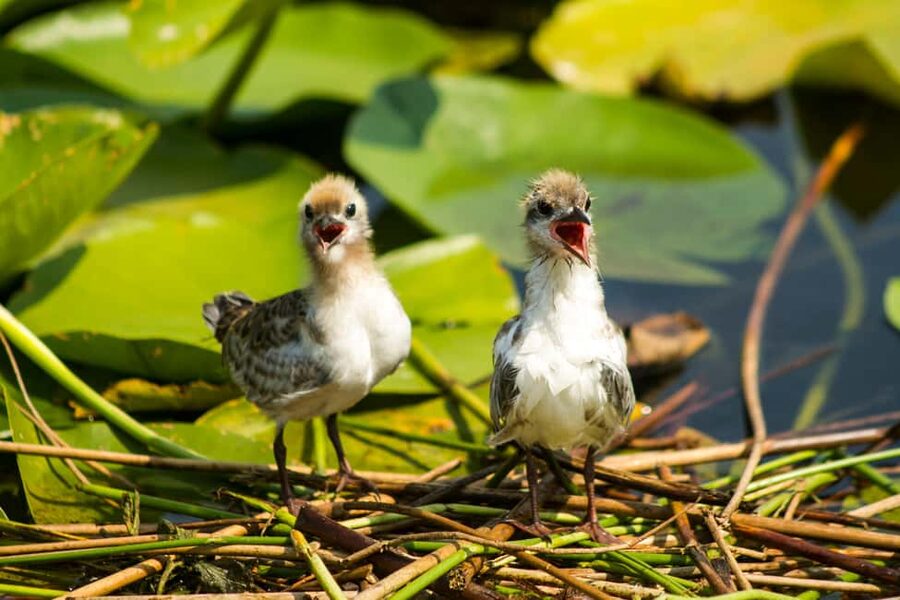 Virpazar: Historical & Nature Boat Adventure on Lake Skadar - Why Lake Skadar feels different from Virpazar