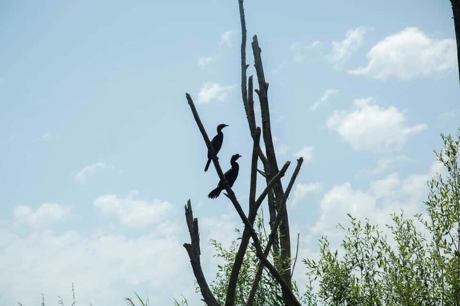 Virpazar: Historical & Nature Boat Adventure on Lake Skadar - Grmožur Island, Montenegro’s Alcatraz, and the prison story you can see
