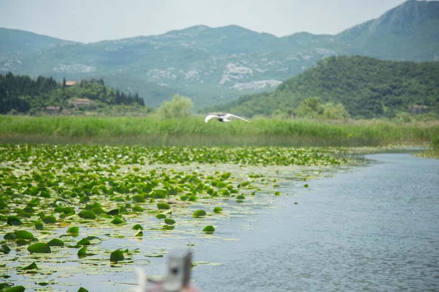 Virpazar: Historical & Nature Boat Adventure on Lake Skadar - Logistics that keep your day smooth