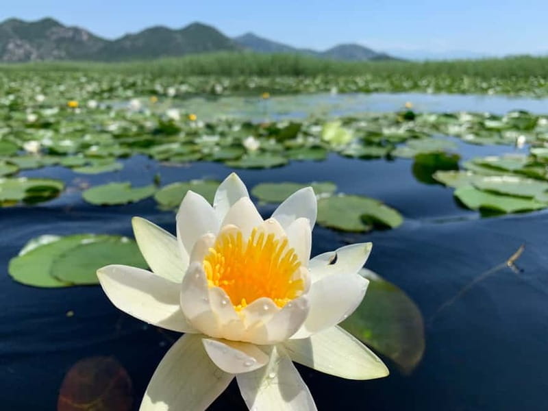 Virpazar: Private & Group Guided Lake Skadar Boat Tour - Birdwatching on the lake: what you might see and how the gear helps