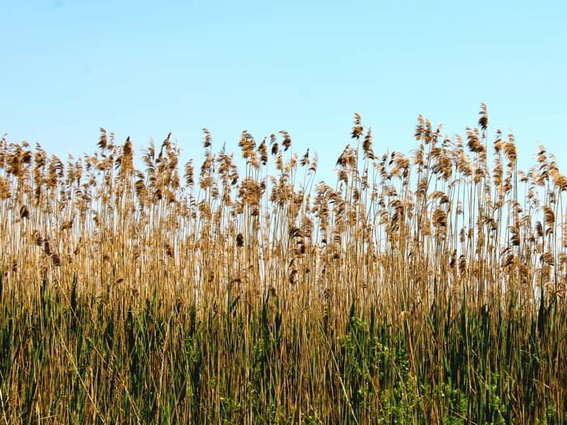 Virpazar: Skadar Lake National Park Boat Tour & Karuč Visit - Reeds, willows, and kasaronje: why the wildlife part is so good