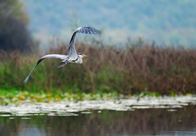 Virpazar: Skadar Lake National Park Guided Boat Tour - Under the bridge and toward Fort Lesendro