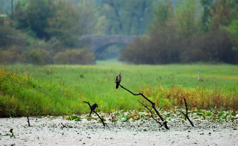 Virpazar: Skadar Lake National Park Guided Boat Tour - Reed canals and the bird reserve: what to actually look for