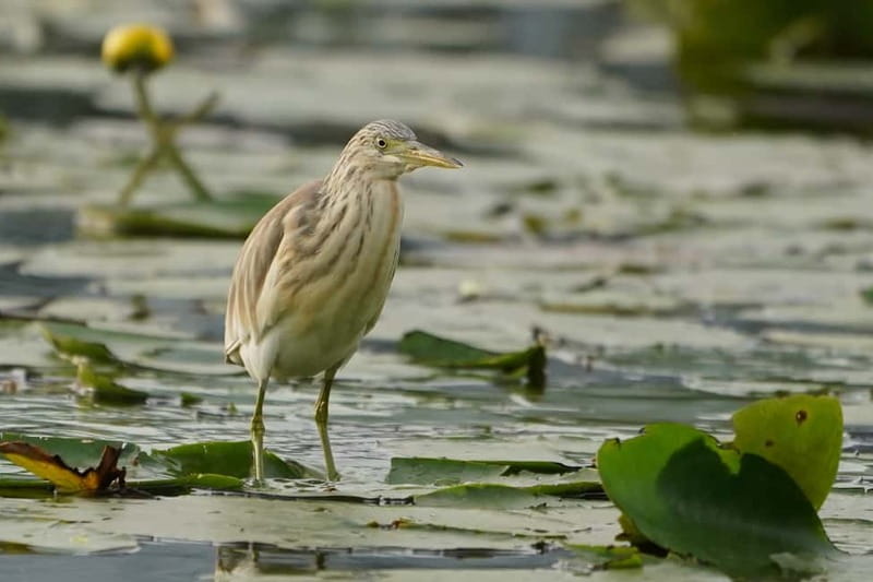 Virpazar: Skadar Lake Nature Kayak Tour - Swim break and how to handle the day if you feel tired